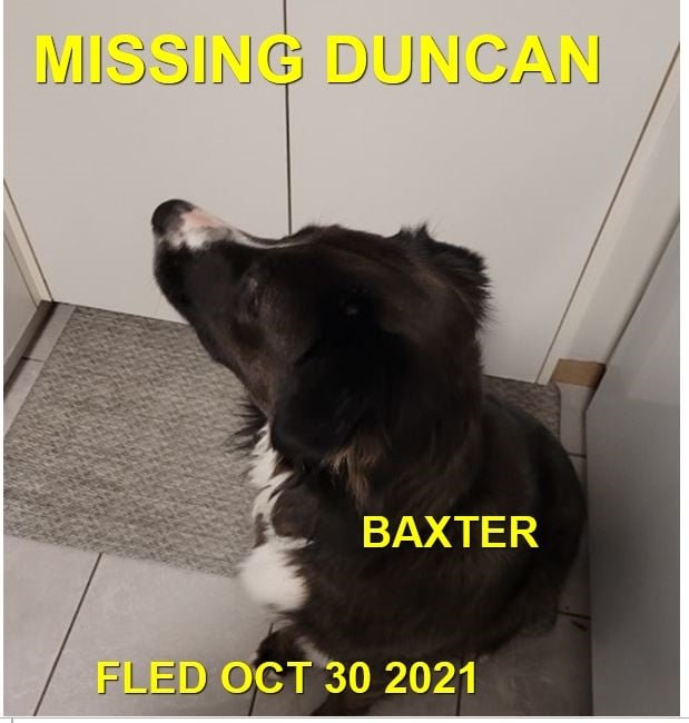 HAPPY ENDINGS - DUNCAN BC. - BAXTER - OCT. 30, 2021