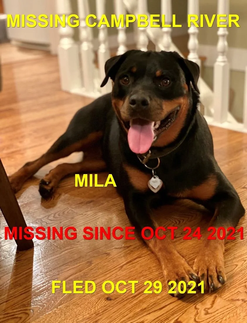 OVER THE RAINBOW BRIDGE - CAMPBELL RIVER BC - MILA - OCT. 24, 2021