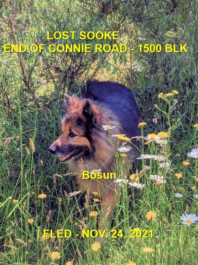 GONE TO SHELTER / HAPPY ENDINGS - SOOKE BC - BOSUN -Nov. 24, 2021
