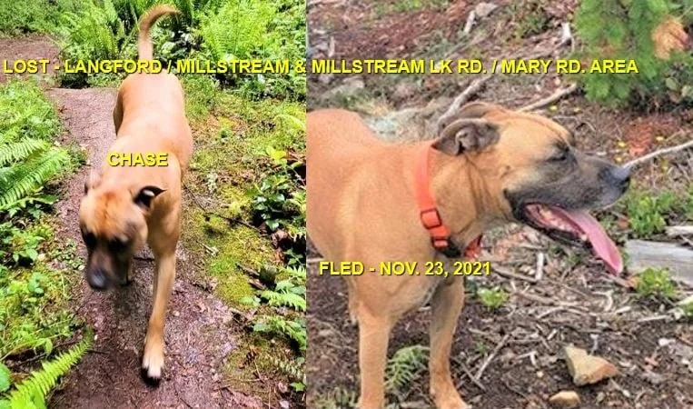 HAPPY ENDINGS - EAST HIGHLANDS BC - CHASE / NOV. 23, 2021