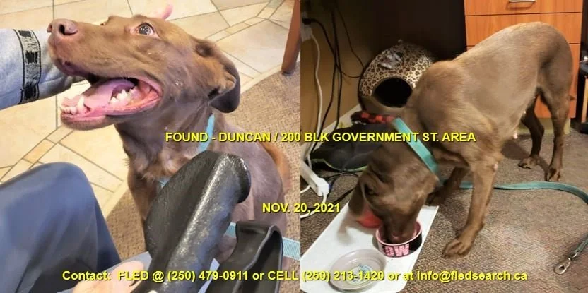 GONE TO SHELTER / HAPPY ENDINGS - DUNCAN - NOV. 20, 2021