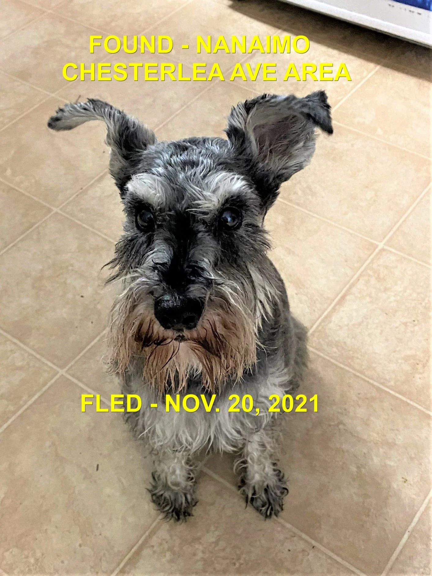 HAPPY ENDINGS - NANAIMO BC. - PADDY  - NOV. 20, 2021