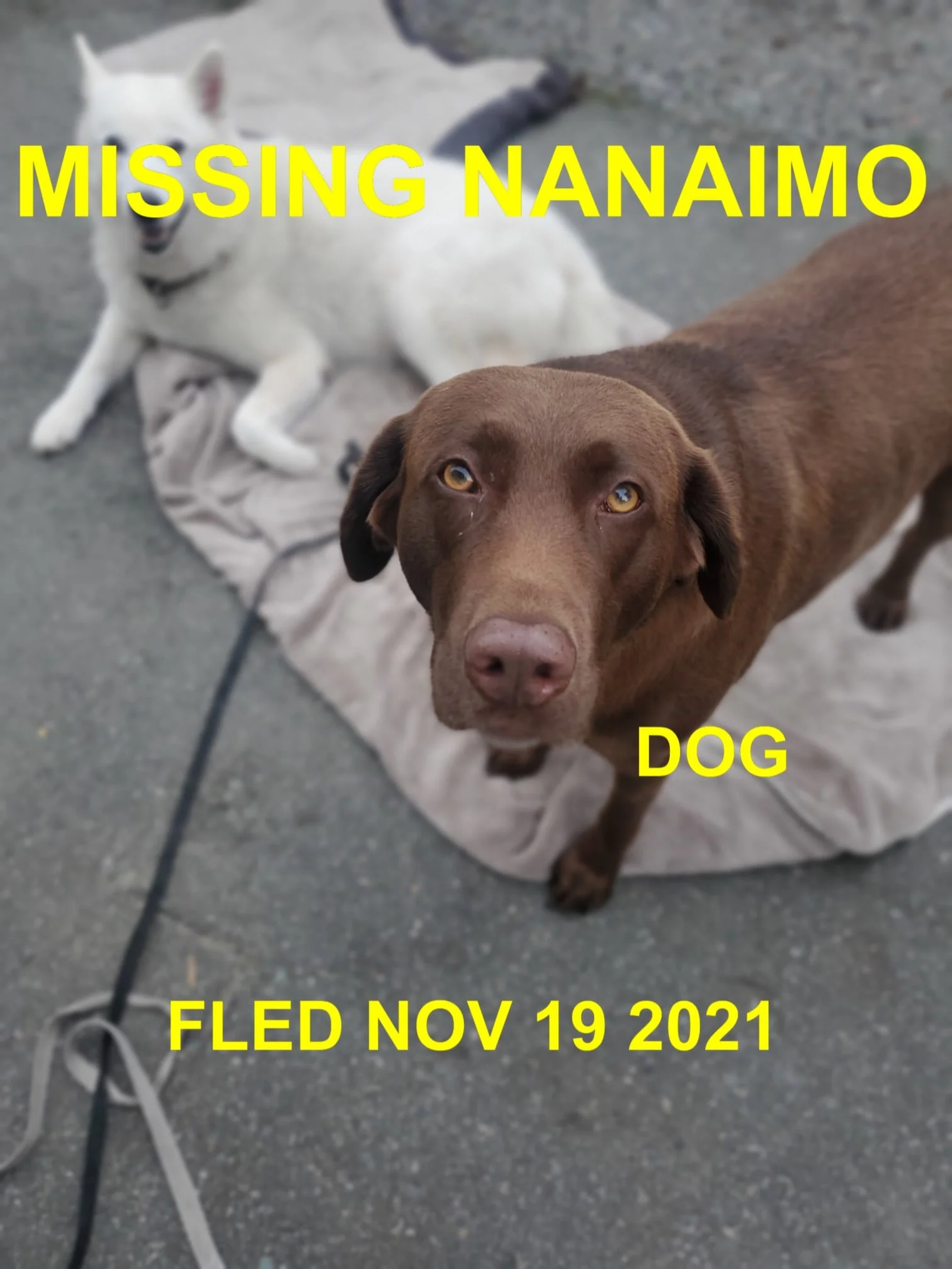 HAPPY ENDINGS - NANAIMO BC. - DOG - NOV. 19, 2021