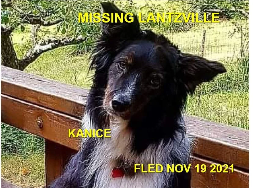 HAPPY ENDINGS - LANTZVILLE BC. - KANICE - NOV 17, 2021