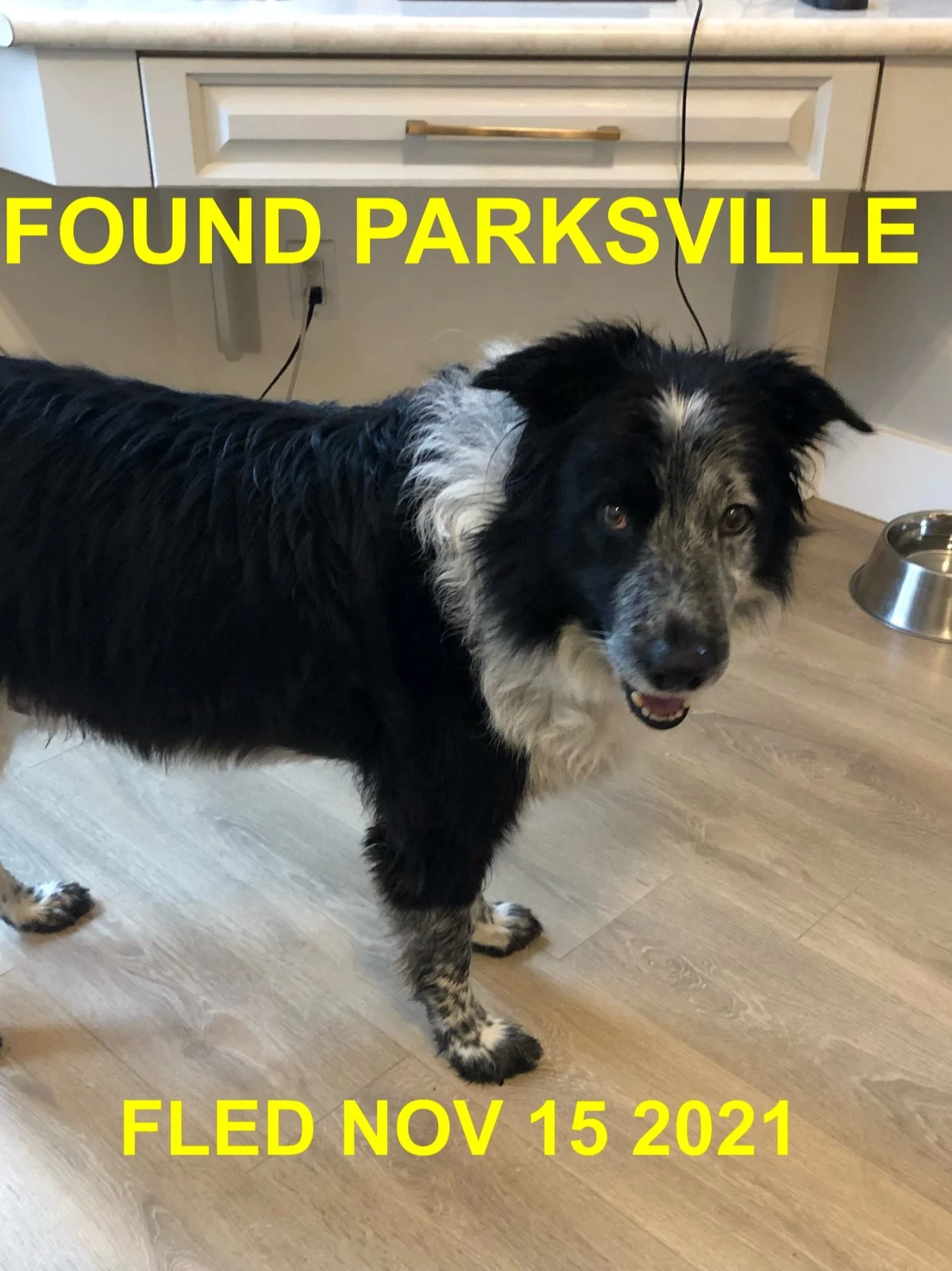 HAPPY ENDINGS - DOG #1 - PARKSVILLE BC - NOV 15, 2021