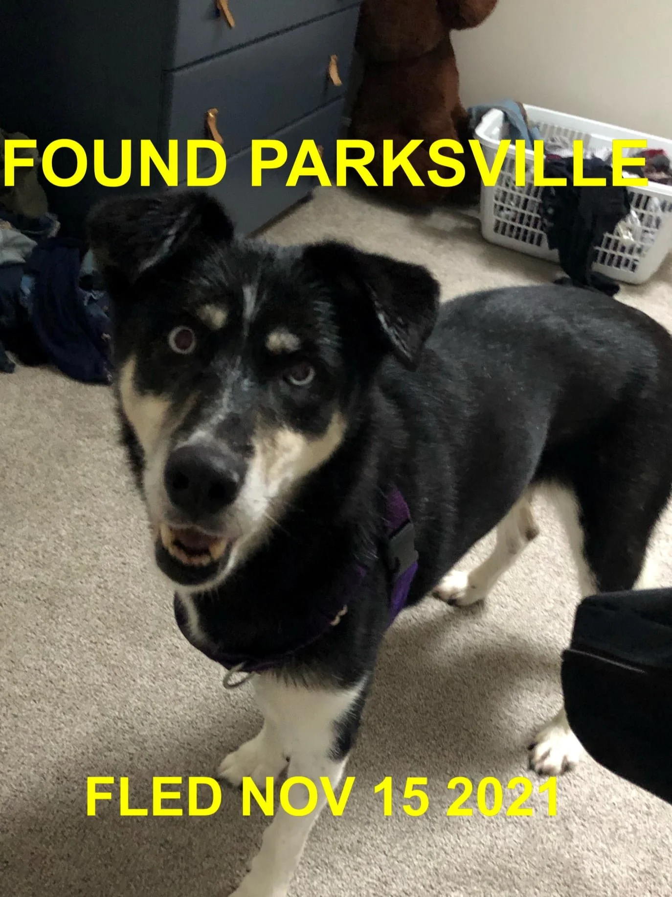 HAPPY ENDINGS - DOG #2 - PARKSVILLE BC. - NOV. 15, 2021