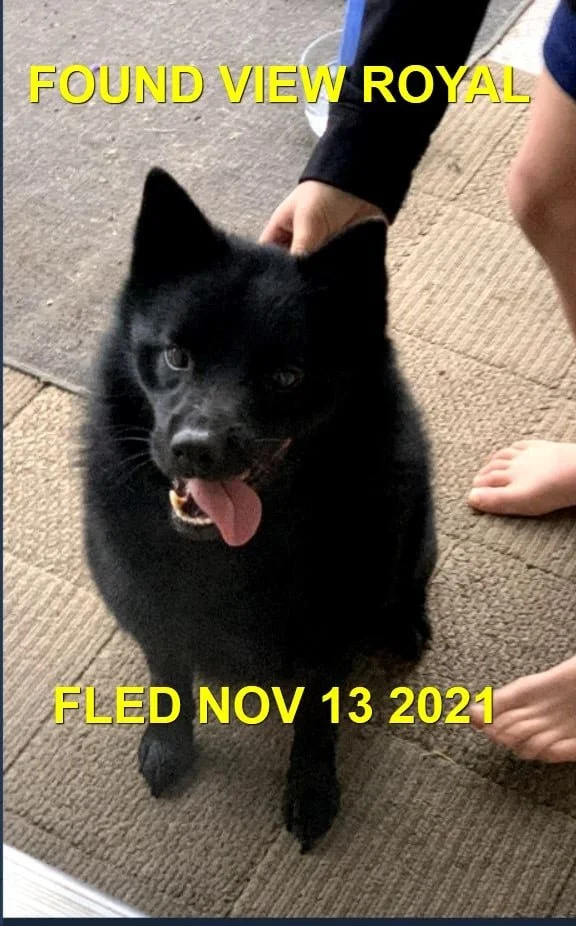 GONE TO SHELTER / HAPPY ENDINGS - VIEW ROYAL BC. - TEDDY - NOV. 13, 2021