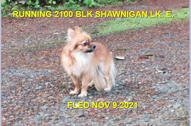 UNRESOLVED - SHAWNIGAN LAKE BC. - NOV. 9, 2021