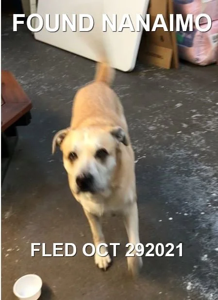 GONE TO SHELTER - NANAIMO BC. - OCT. 29, 2021