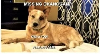 COURTESY POST/ STILL MISSING - OKANAGAN BC. - YAM or YODI - NOV. 5, 2021