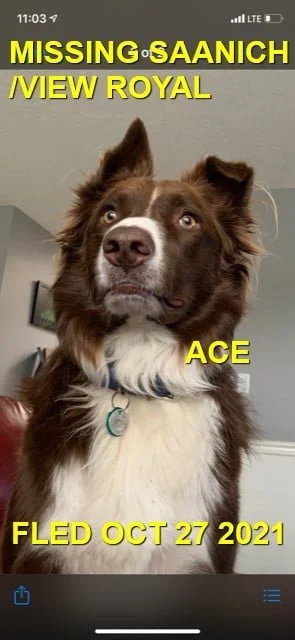 HAPPY ENDINGS - SAANICH BC. - ACE - OCT. 28, 2021