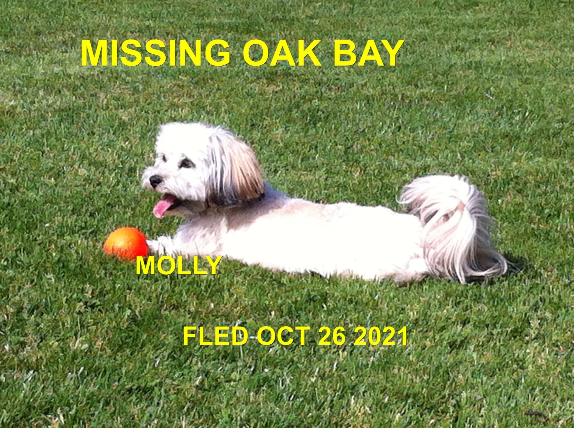 HAPPY ENDINGS - VICTORIA BC. - MOLLY - OCT. 26, 2021