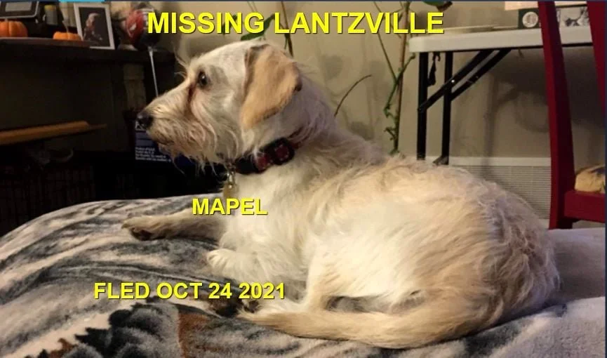 HAPPY ENDINGS - LANTZVELLE BC. - MAPEL - OCT 24, 2021