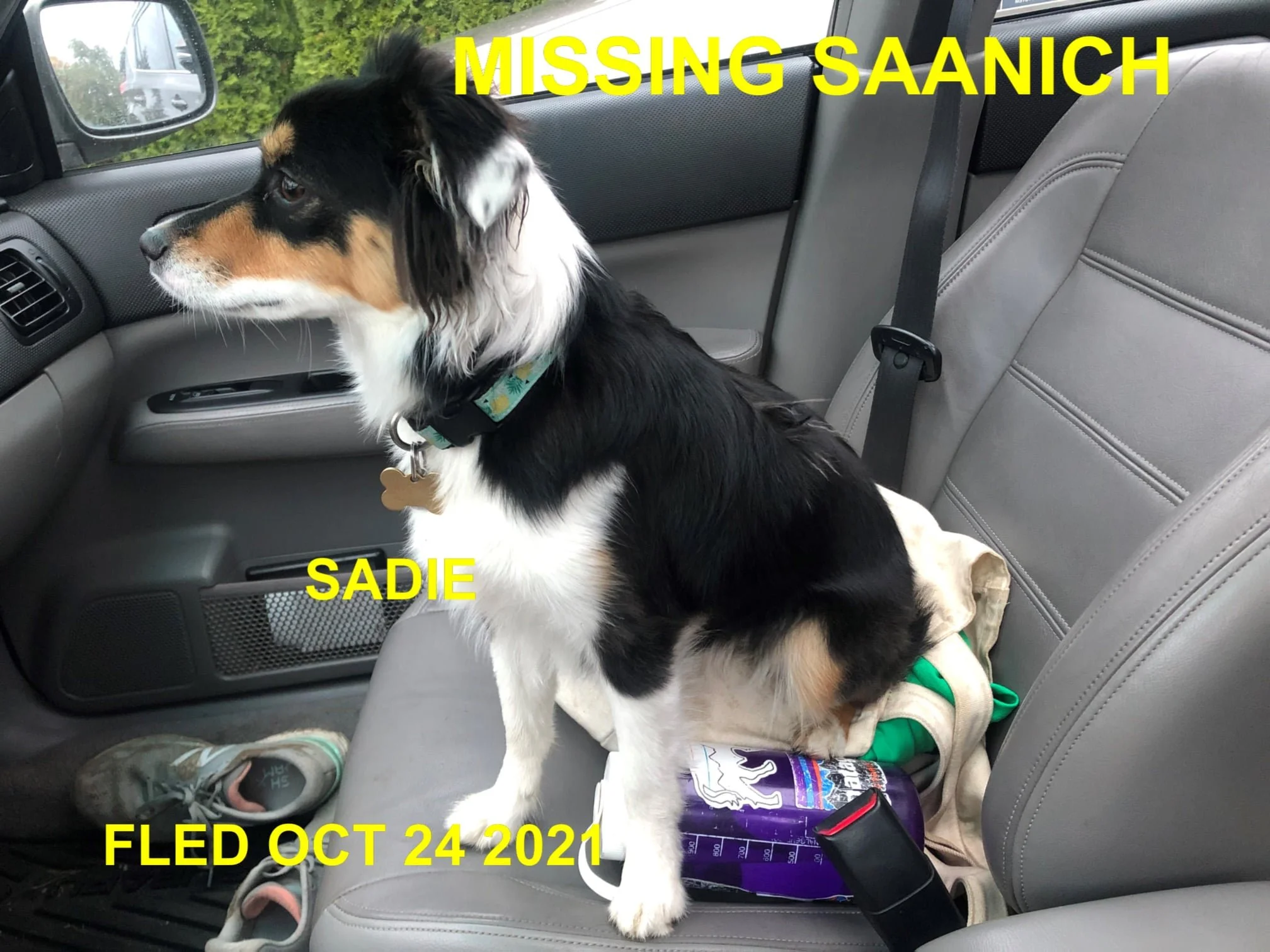 HAPPY ENDINGS - SAANICH BC. - SADIE - OCT. 24, 2021