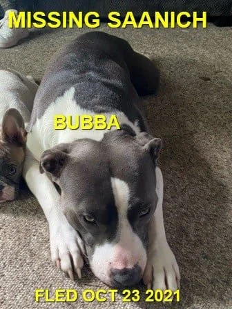 HAPPY ENDINGS - SAANICH BC. - BUBBA - OCT 23, 2021