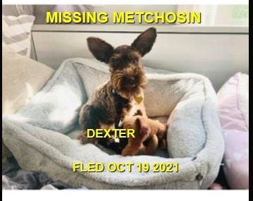 HAPPY ENDINGS - METCHOSIN BC. - DEXTER - OCT. 19, 2021