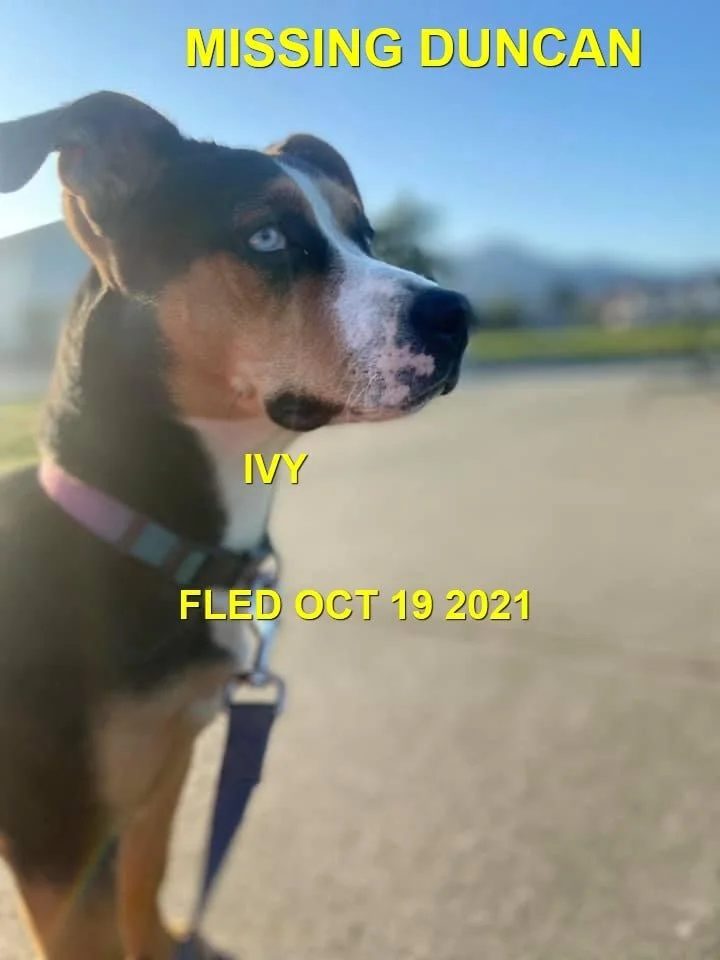 HAPPY ENDINGS - DUNCAN BC - IVY - OCT. 19, 2021