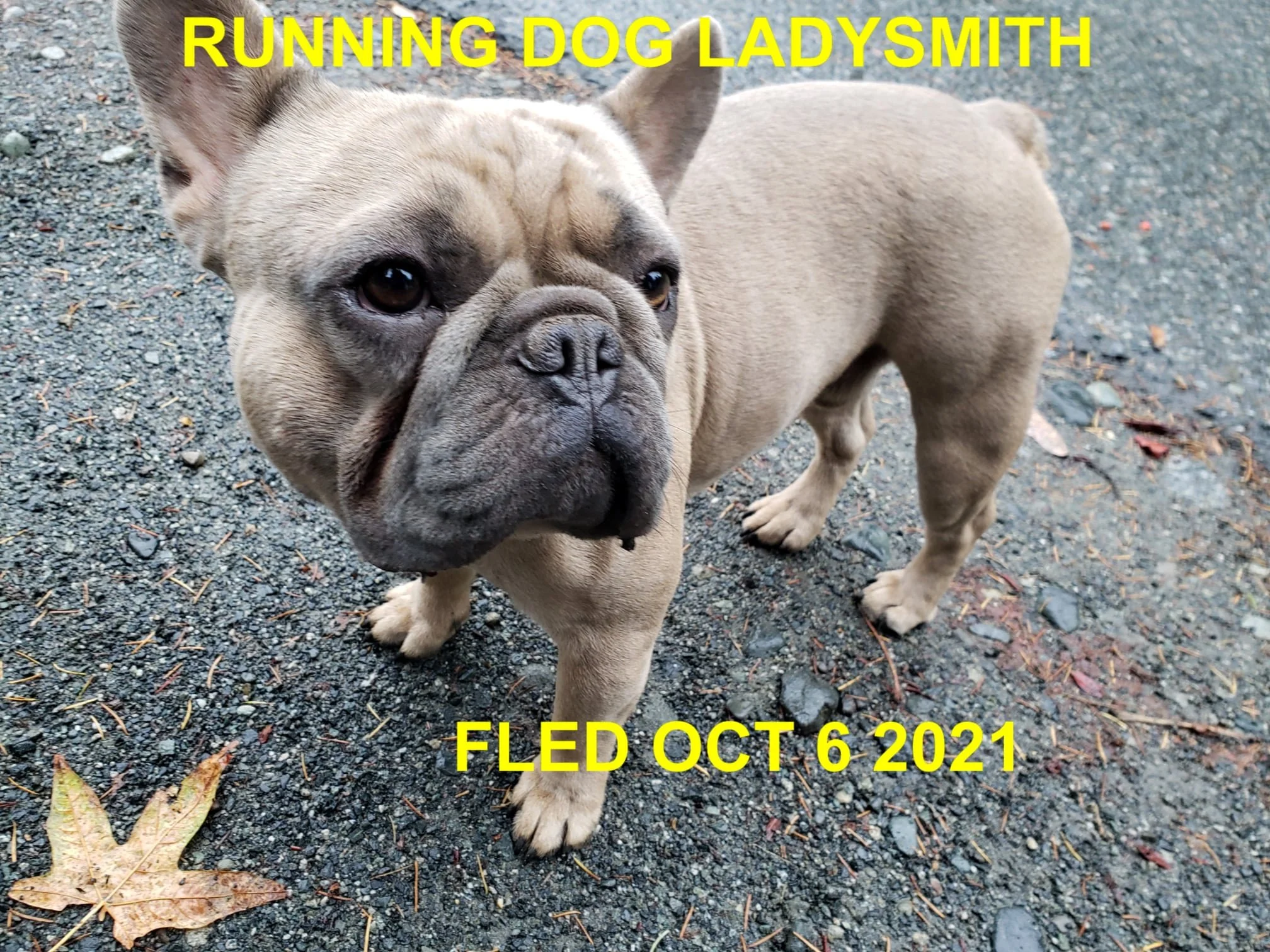 HAPPY ENDINGS - LADYSMITH BC. - OCT. 6, 2021