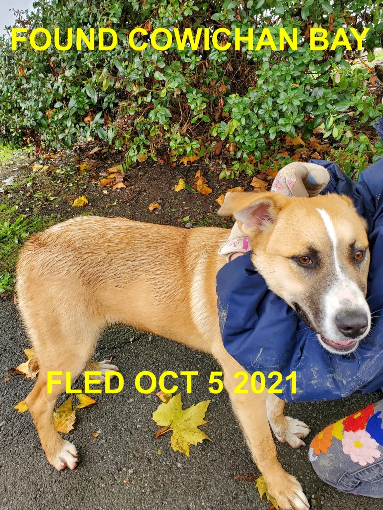 GONE TO SHELTER / HAPPY ENDINGS - COWICHAN BAY BC. - OCT. 5, 2021