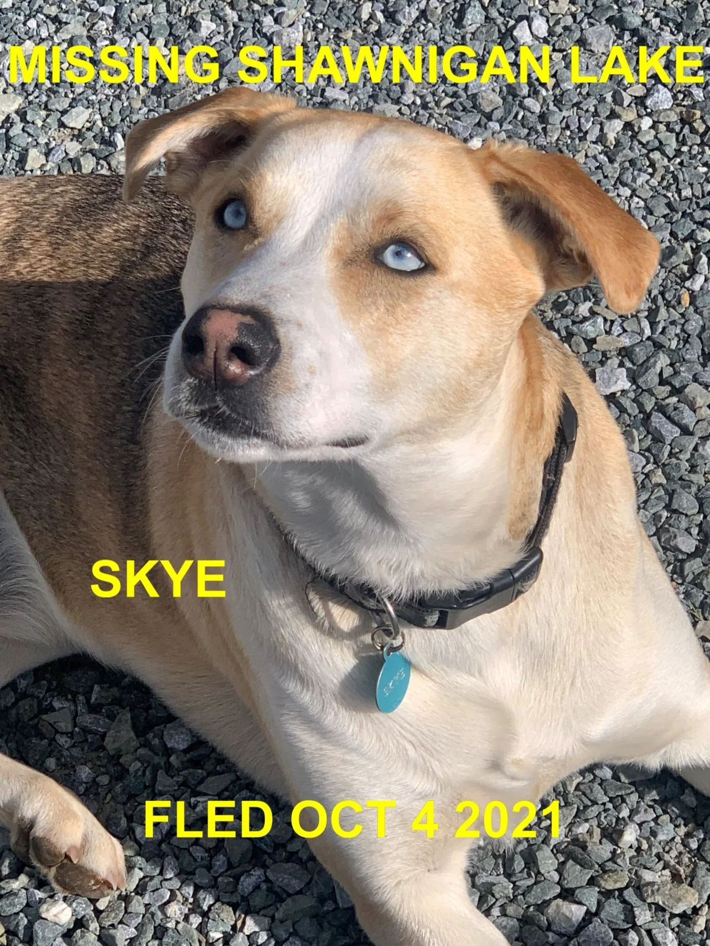 GONE TO SHELTER/HAPPY ENDINGS - SHAWNIGAN LAKE BC. - SKYE - OCT. 3, 2021