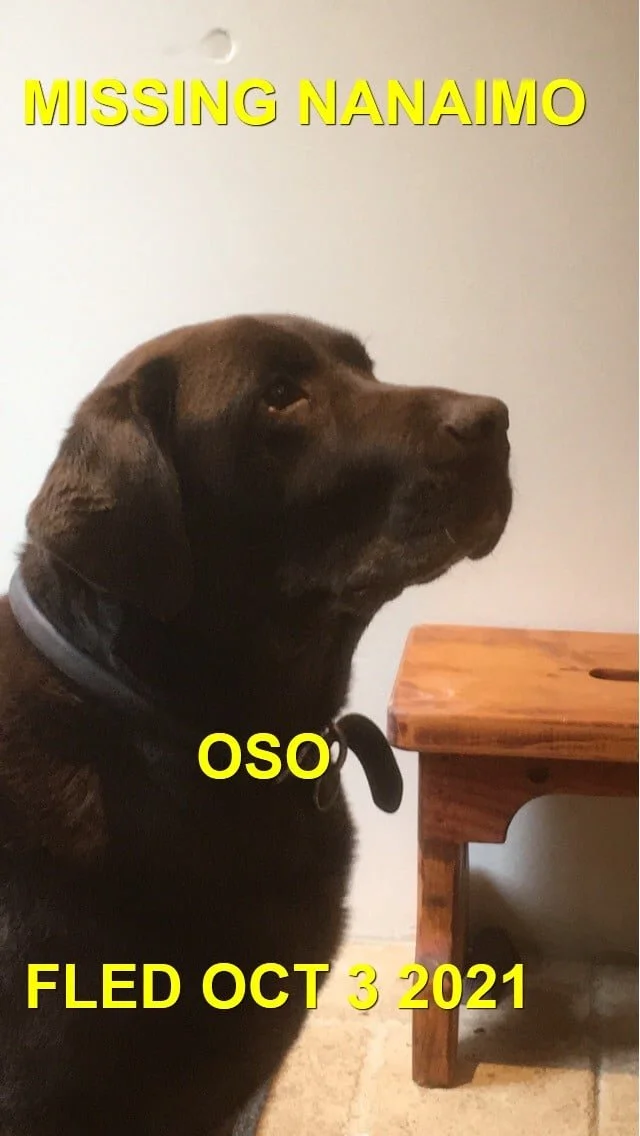 CAME HOME ON HIS OWN/HAPPY ENDINGS - NANAIMO BC. - OSO - OCT. 2, 2021