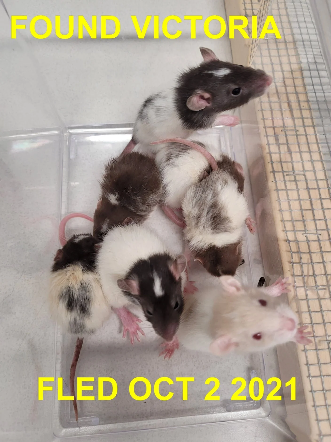 GONE TO SHELTER - VICTORIA BC. - RATTIES - OCT. 1, 2021