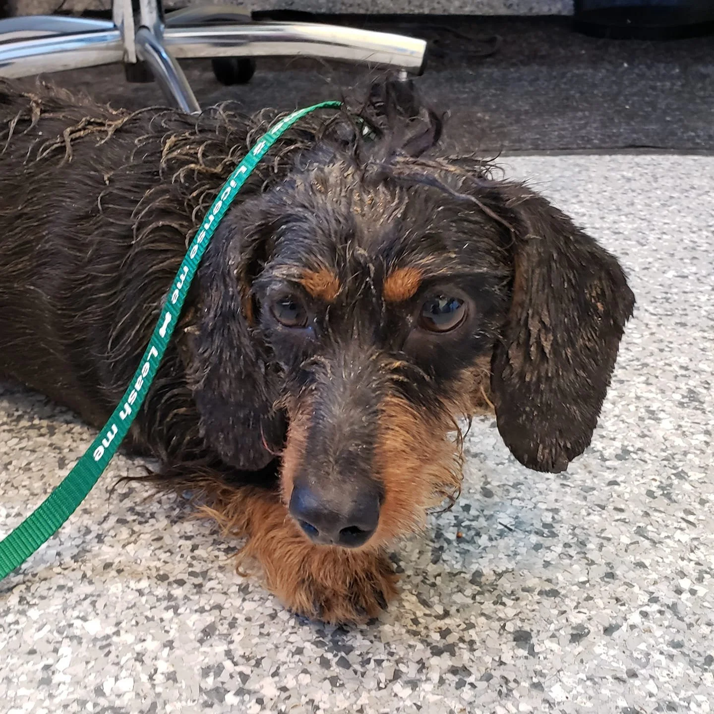 GONE TO SHELTER / HAPPY ENDINGS - DUNCAN BC. - PEPANI - SEPT 25, 2021