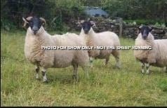 HAPPY ENDINGS - SHAWNIGAN LAKE - SHEEP - NOV. 27, 2021