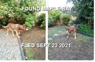 HAPPY ENDINGS - DUNCAN /MAPLE BAY BC. - SEPT. 23, 2021