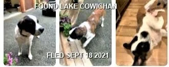 HAPPY ENDINGS - LAKE COWICHAN BC. - SEPT 18, 2021