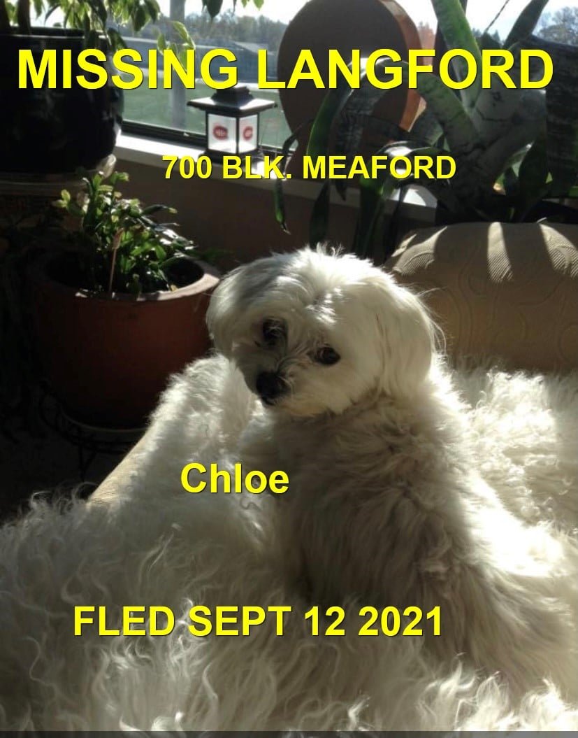 HAPPY ENDINGS - LANGFORD BC - SENIOR CHLOE - SEPT. 12, 2021
