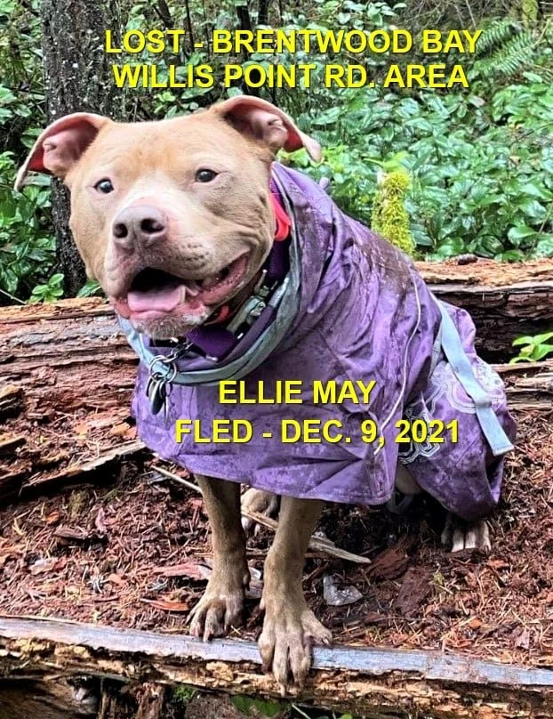 HAPPY ENDINGS - BRENTWOOD BAY BC. - ELLIE MAY - DEC. 9, 2021