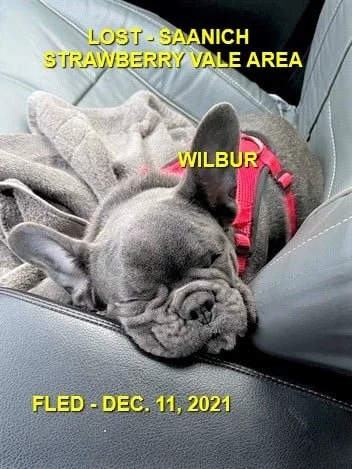 HAPPY ENDINGS - SAANICH BC - WILBUR - DEC. 11, 2021