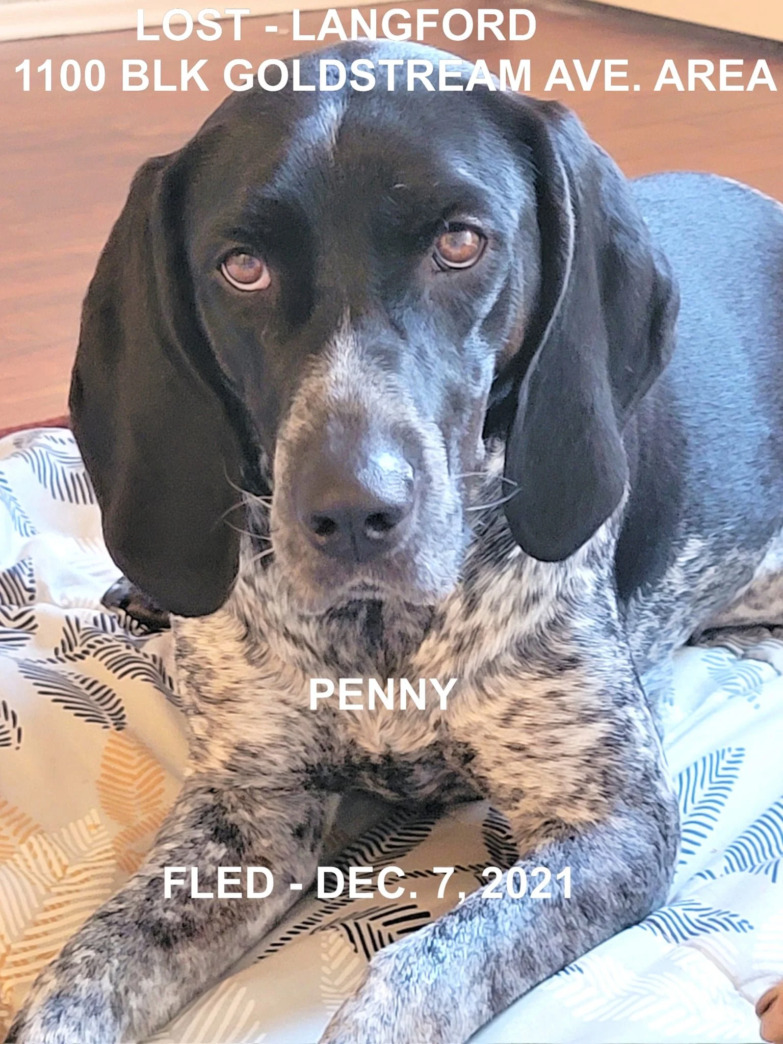 HAPPY ENDINGS - LANGFORD BC. - PENNY - DEC. 7, 2021