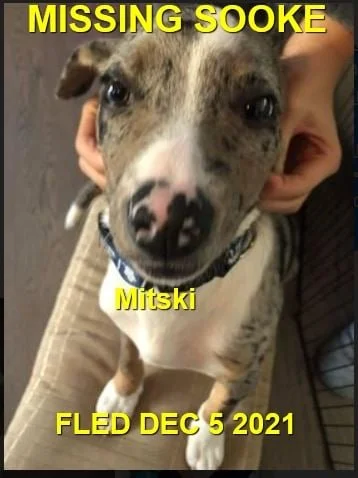 HAPPY ENDINGS - SOOKE BC. - MITSKI - DEC. 5, 2021