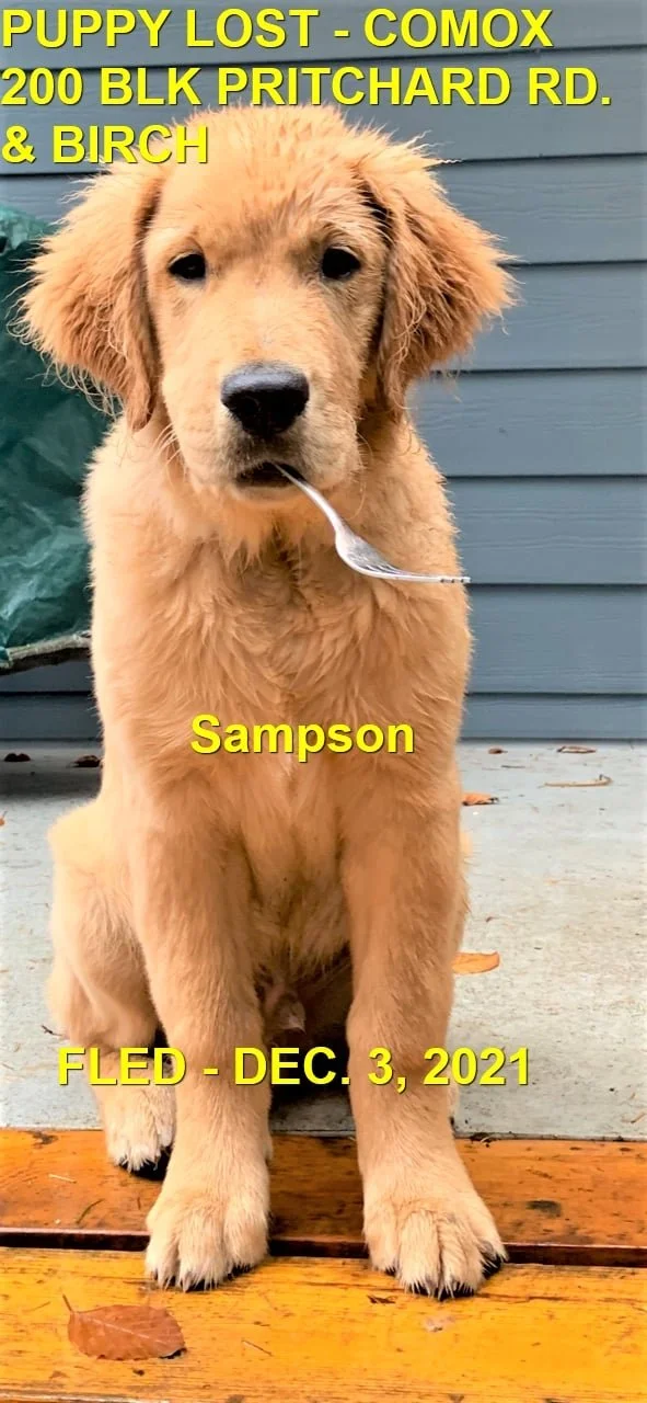 HAPPY ENDINGS - COMOX BC. - SAMPSON - DEC. 3, 2021