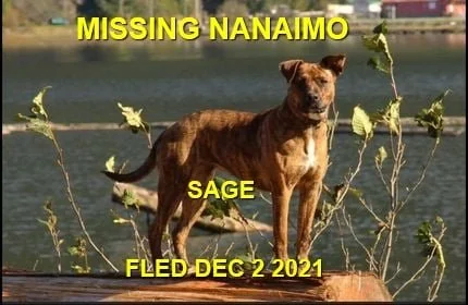 HAPPY ENDINGS - NANAIMO BC. - SAGE - DEC. 2, 2021