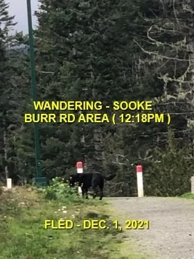 HAPPY ENDINGS - SOOKE BC. - TIMBER - DEC. 1, 2021