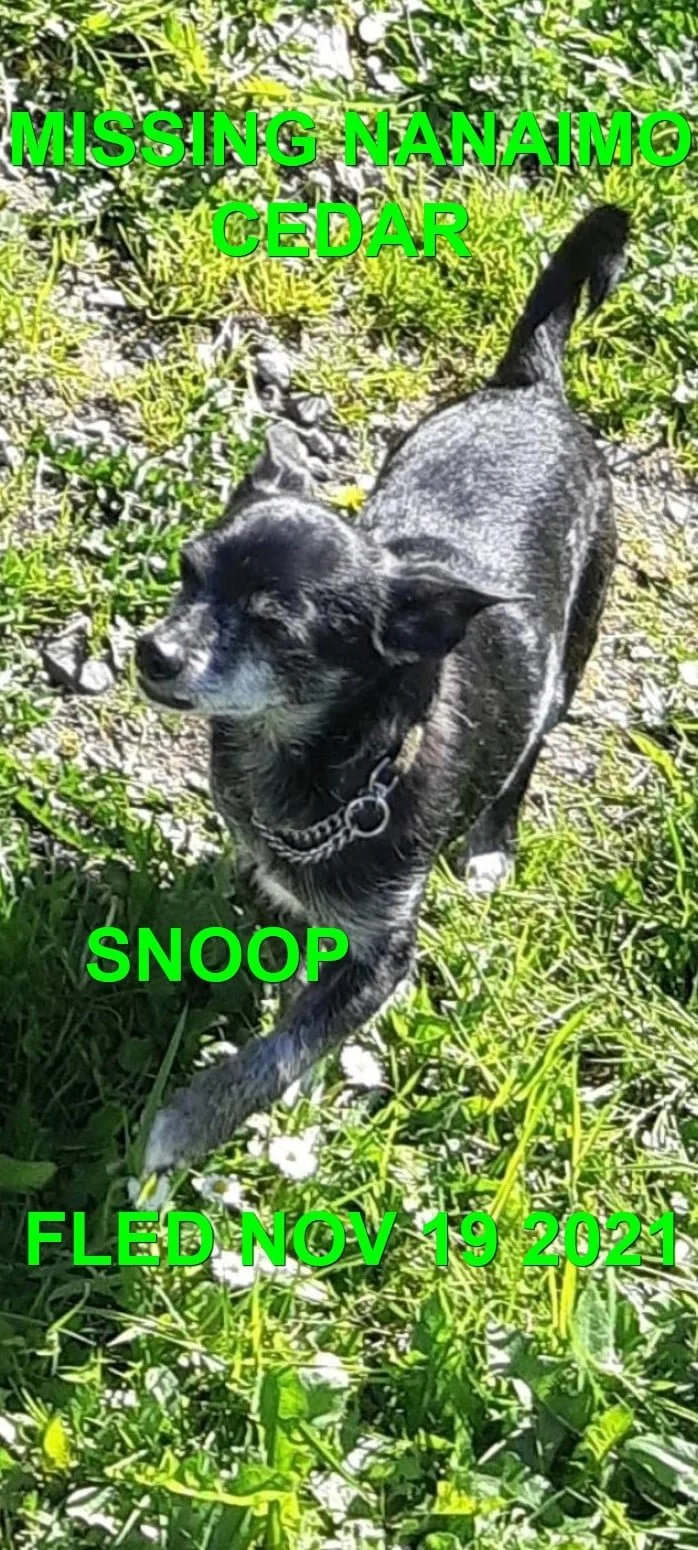 OVER THE RAINBOW BRIDGE - S. NANAIMO BC. - SNOOP - NOV. 18, 2021