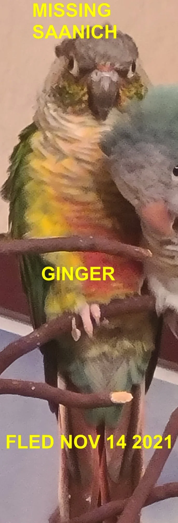 UNRESOLVED - SAANICH BC. - GINGER BIRD - NOV. 12, 2021