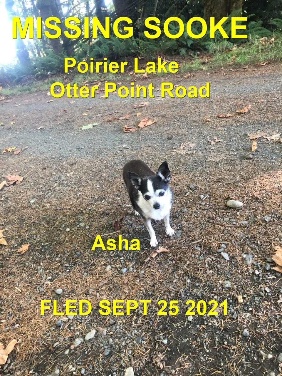 OVER THE RAINBOW BRIDGE - SOOKE BC - ASHA - SEPT. 24, 2021