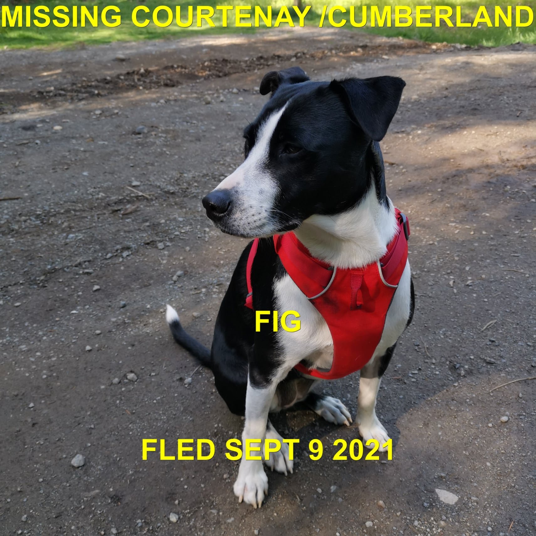 HAPPY ENDINGS - COMOX VALLEY BC. - FIG - AUG. 8, 2021