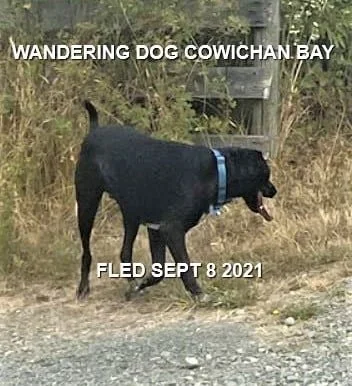 HAPPY ENDINGS - COWICHAN BAY BC. - ROCKET - SEPT. 8, 2021