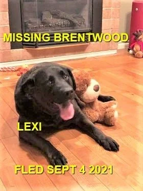 HAPPY ENDINGS - BRENTWOOD BAY BC. - LEXI - SEPT. 3, 2021