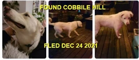 HAPPY ENDINGS - COBBLE HILL BC. - TYE - DEC. 23, 2021