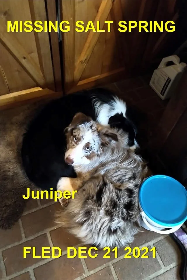 HAPPY ENDINGS - SALT SPRING ISLAND BC. - JUNIPER - DEC. 21, 2021