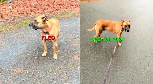 HAPPY ENDINGS - WEST HIGHLANDS BC. - CHASE - DEC. 24, 2021