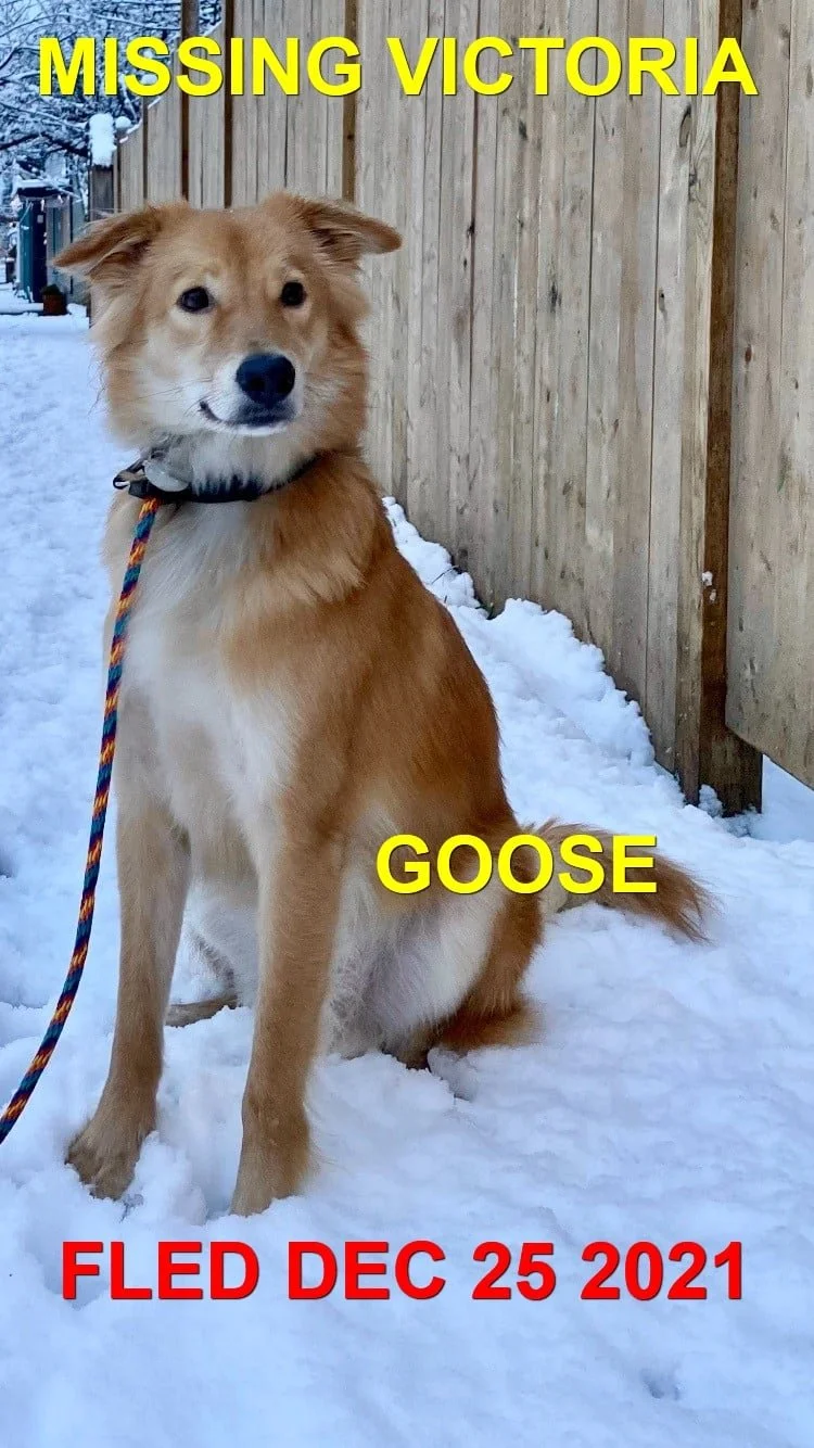HAPPY ENDINGS - VICTORIA BC. - GOOSE - DEC. 25, 2021