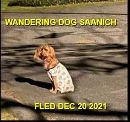 HAPPY ENDINGS - SAANICH BC. DEC. 20, 2021