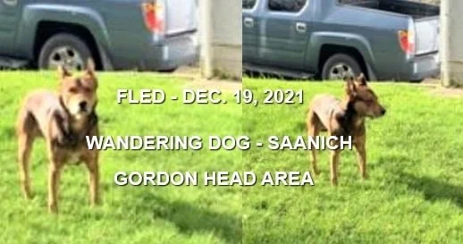 GONE HOME - VICTORIA / GORDON HEAD BC. - DEC. 19, 2021